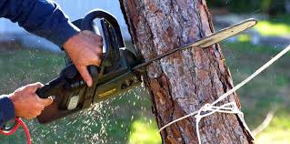 How Our Tree Care Process Works  in Brackenridge, PA